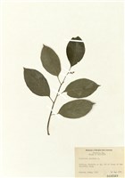 藏品(南蛇藤)的圖片